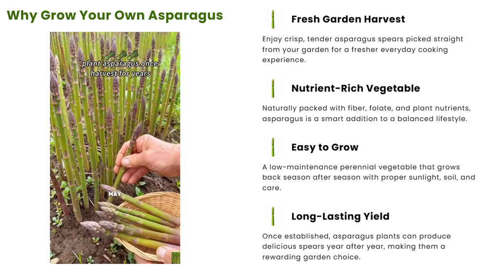 Four Seasons Asparagus Mary Washington Seeds